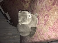 1 yaşında scottish fold
