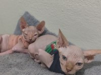 Sphynx Home