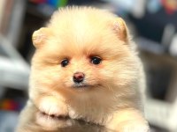 ayı surat pomeranian boo