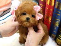 TOY POODLE YAVRULARIM