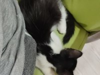 ÜCRETSİZ SAHİPLENDİRME 50 GÜNLÜK BEBEK ERKEK KEDİMİZ