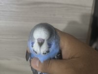Bebek Show Muhabbet Kuşumuz