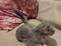 4 aylık scottish fold yavru