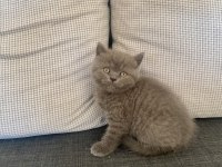 Birbirinden Güzel ve Oyuncu British Shorthair Yavrularım