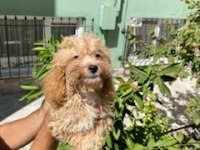 Maltipoo Yavrumuz