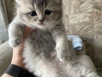 2 aylık british shorthair yavruları