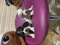 Beagle Beagle