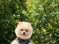 Dost Canlısı Pomeranian Boo Yavrularımız