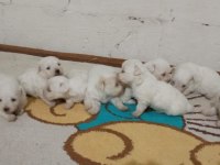 A Kalite Red Maltipoo Bebekler