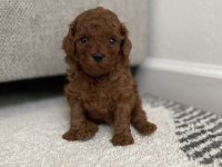 Toy Poodle Yavrularımız İçin Ulaşın