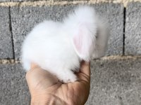 Hollanda teddy lop Beyaz Mavi göz tavşan