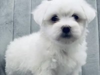 Maltese yavrularımız yeni ailelerini bekliyor