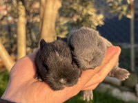 Cüce Tavşan / Netherland Dwarf