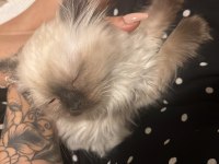 British Longhair Prensesim