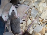 Dumbo Rat Yavru Bebekler