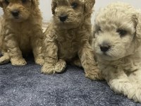 Apricot renk erkek tam toy poodle yavrular