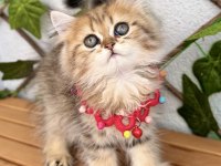 GOLDEN BRİTİSH DİŞİ AYICIK SURAT KIZIMIZ