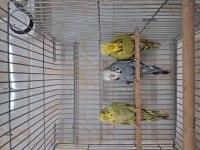 Yavru Dişi Show Jumbo Muhabbet Kuşları