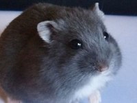 HAMSTER GONZALES YAVRULARI HERYERE GÖNDERİM