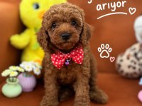 Boy Kilo Garantili Saf Kan Toy Poodle