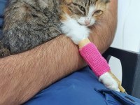 Öğrenci kedisine acil destek lütfen