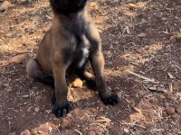 Belçika malinois köpeği