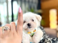 Korea maltese terrier cep boy