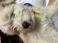 Aşırı oyuncu maltipoo yavrumu sahiplendirmek istiyorum