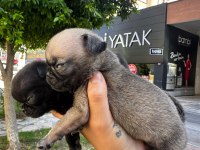 Dişi erkek pug bebekler
