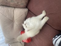 British longhair 5 aylık yavru