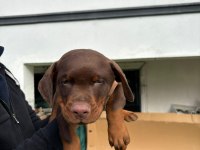 Safkan Doberman Anne ve Babadan Safkan Yavrular
