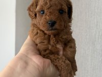 Erkek Dişi Bebek Suratlı Küçük Boy Poodle