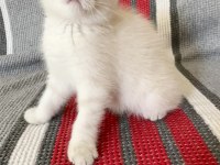 Saf kan ayı surat scottish fold yavrular