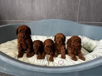 Toy Poodle Safkan Yavrularımız