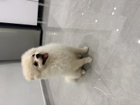 Ayı Surat Pomeranian