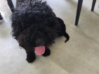 siyah poodle anne ve yavruları