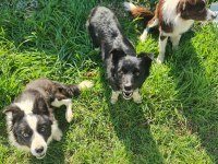 Border Collie Yavrular