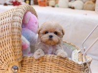 STAR MALTİPOO BEBEKLERİMİZ
