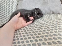 Sıfır kulak scottish fold