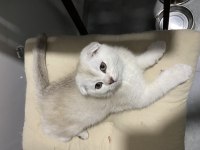 Yavru scottish fold