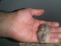 Hamster gonzales ve Suriye
