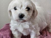 Maltese terrier yavru köpeklerimiz