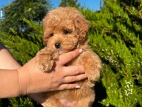 Kore Maltipoo
