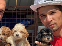 Bıgpo efsane gözel yavrular baba poodle