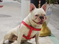 French bulldog dişi erkek yavrular