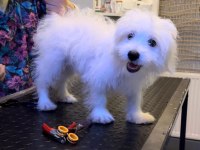 7 aylık aşıları tamamlanmış LUNA maltese