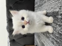 British longhair yavrularımız 50 günlük
