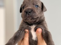 Sahiplendirme cane corso 1,5 aylık