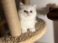 British shorthair golden point dişi erkek bebeklerim