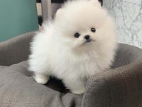Mersin Pomeranian Boo Köpeklerimiz